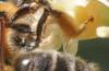 Andrena tibialis
